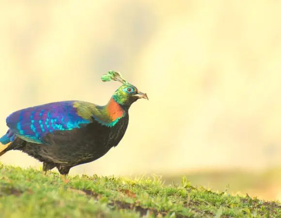 Himalayan Bird Park