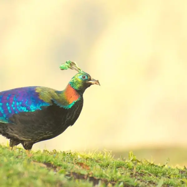 Himalayan Bird Park