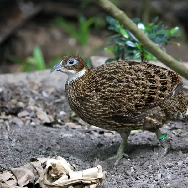 Himalayan Bird Park