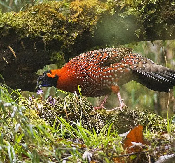 Himalayan Bird Park