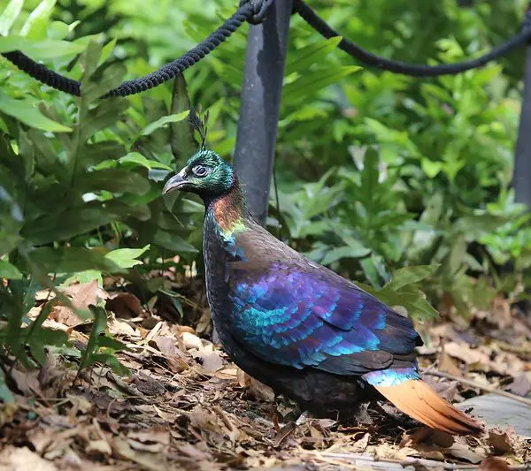 Himalayan Bird Park