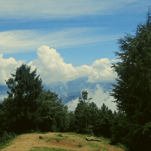 Shimla Reserve Forest Sanctuary