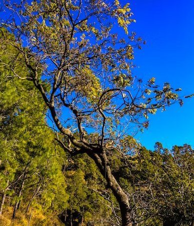Kasauli