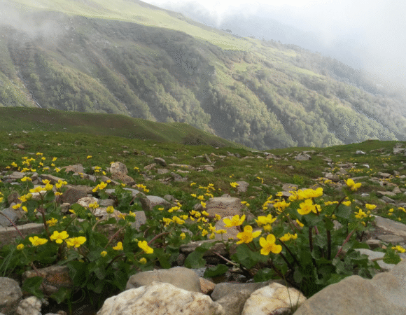 Discovering Jot Pass Chamba: A Simple Travel Guide