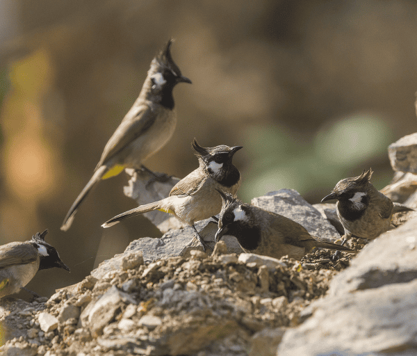 Himalayan Bird Park