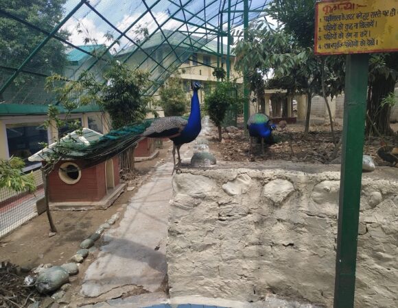 A Lovely Place for Bird Lovers: Himalayan Bird Park