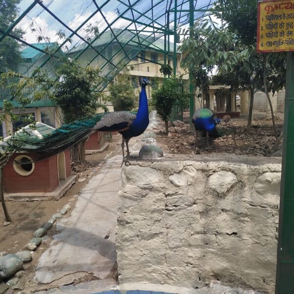 A Lovely Place for Bird Lovers: Himalayan Bird Park
