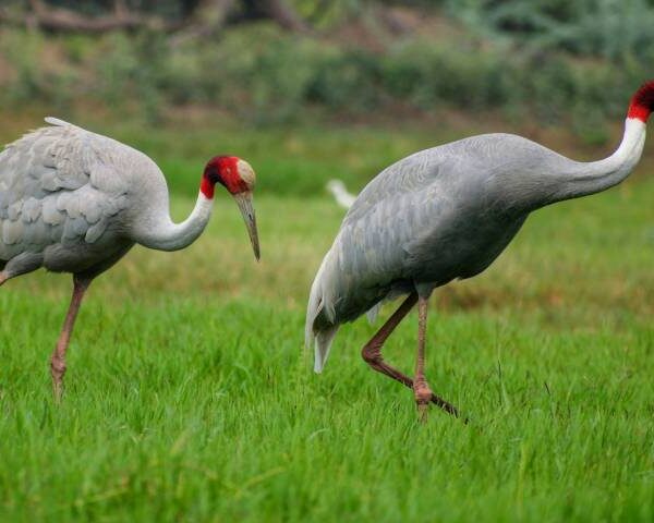 Himalayan Bird Park