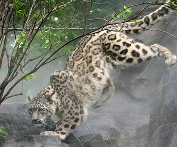 Majathal wildlife sanctuary