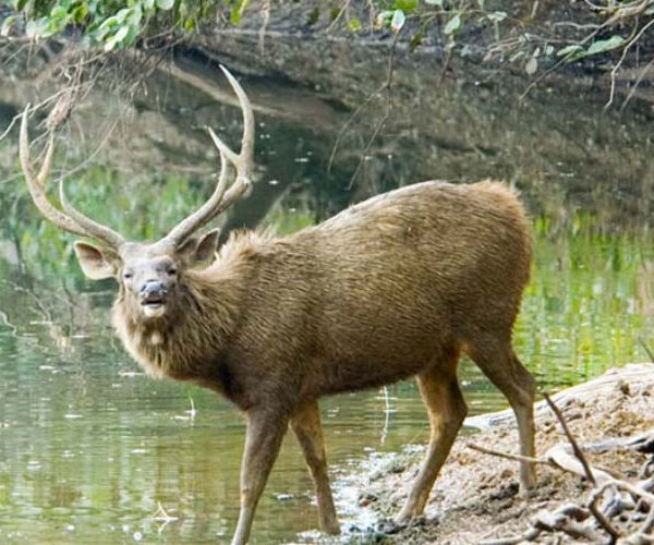 Majathal wildlife sanctuary