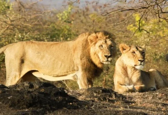 Renuka Wildlife Sanctuary – A Simple Guide for Visitors