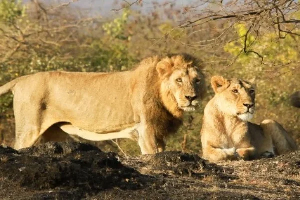 Renuka Wildlife Sanctuary – A Simple Guide for Visitors