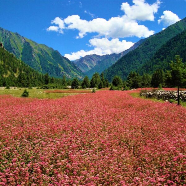 Kinner Camp Sangla